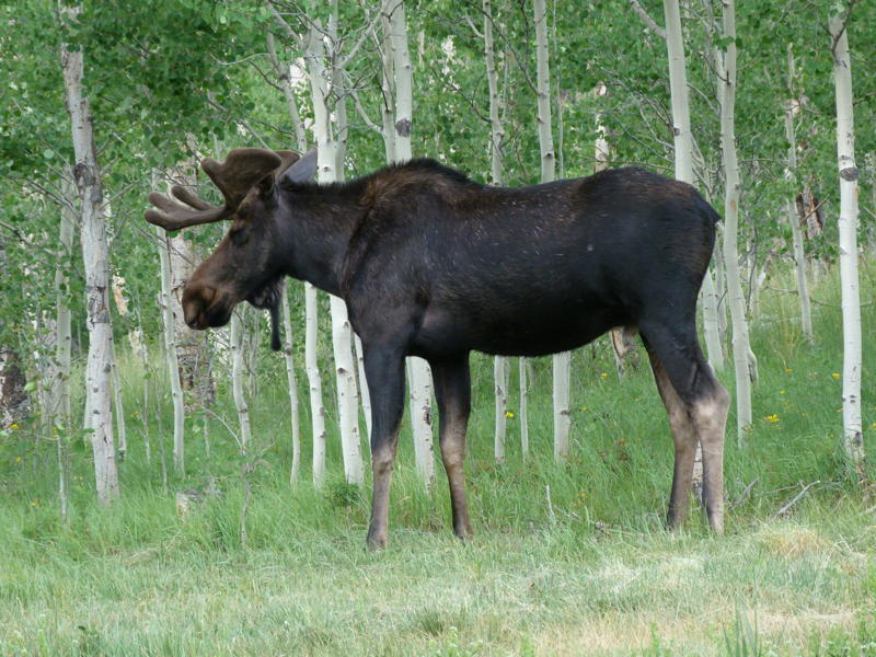 Moose